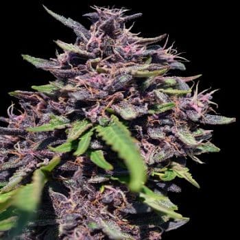 Panama x PCK Feminized by ACE Seeds