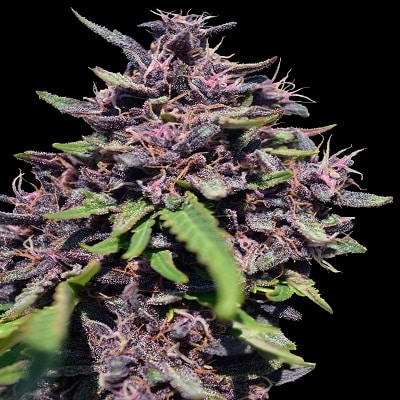 Panama x PCK Feminized by ACE Seeds Panama x PCK Feminized by ACE Seeds