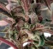 Purple Haze x Malawi Regular by ACE Seeds