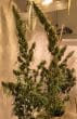 Purple Haze x Malawi Regular by ACE Seeds
