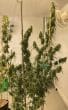 Purple Haze x Malawi Regular by ACE Seeds