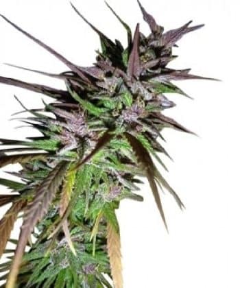 Purple Pakistani Haze Regular by ACE Seeds