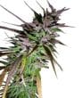 ace-seeds-purple-pakistani-haze-feminized