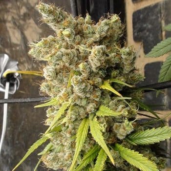 Super Malawi Haze Regular by ACE Seeds