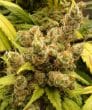 Super Malawi Haze Regular by ACE Seeds