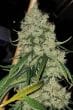 Super Malawi Haze Regular by ACE Seeds