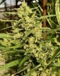 Super Malawi Haze Regular by ACE Seeds