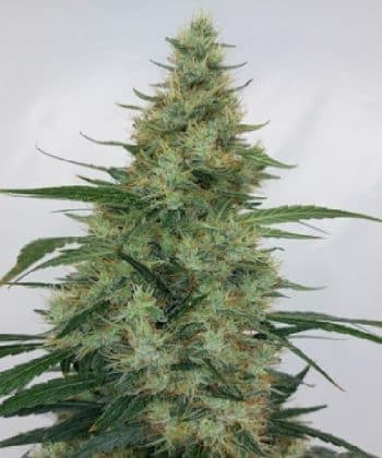 Super Panama Haze Feminized by ACE Seeds