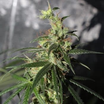 Thai A5 Haze Feminized by ACE Seeds