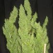 Thai Regular by ACE Seeds