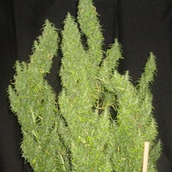 Thai Regular by ACE Seeds