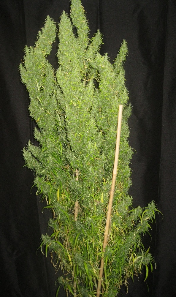 Thai Regular by ACE Seeds (2) Thai bud detail