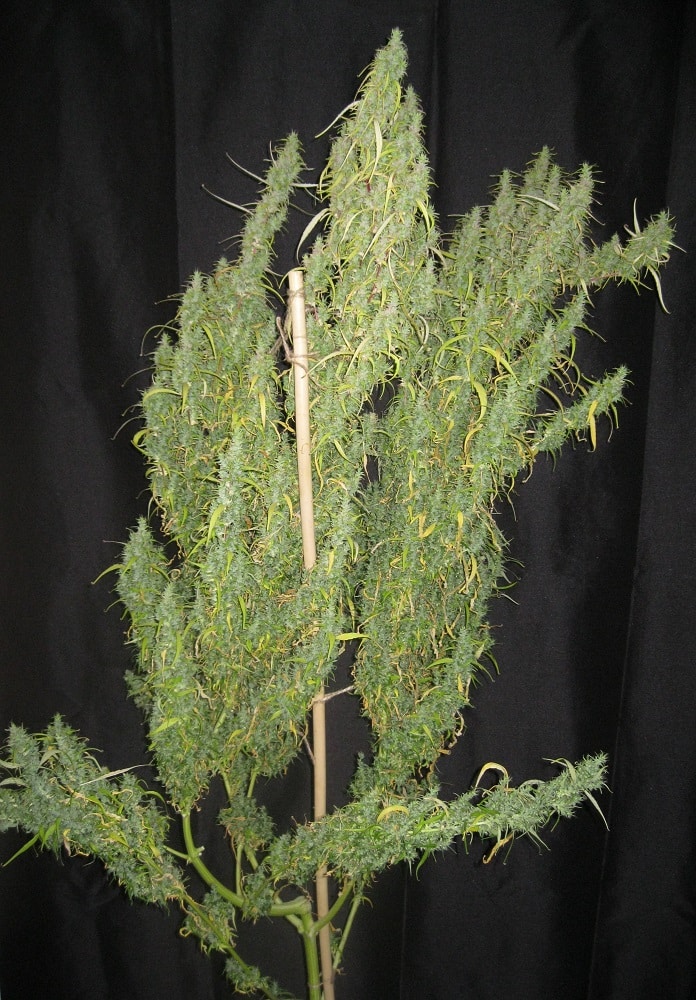 Thai Regular by ACE Seeds (3) Thai plant in flower