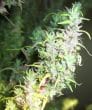 Thai Regular by ACE Seeds