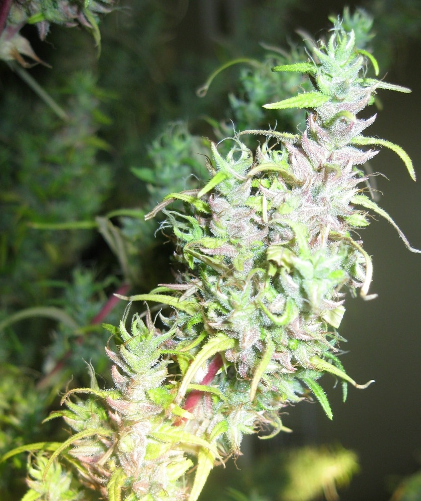 Thai Regular by ACE Seeds (5) Thai grow shot
