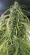 Thai Regular by ACE Seeds