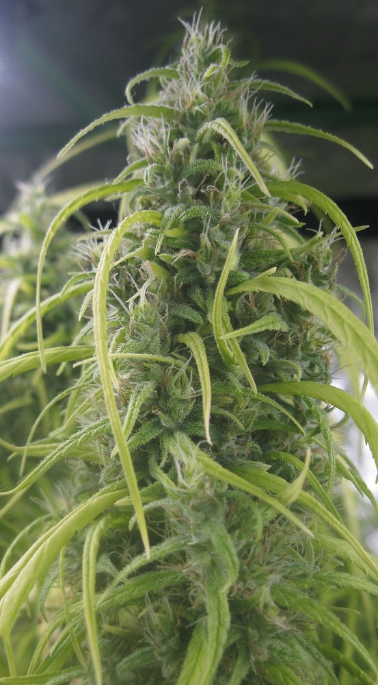 Thai Regular by ACE Seeds (6) Thai grow shot