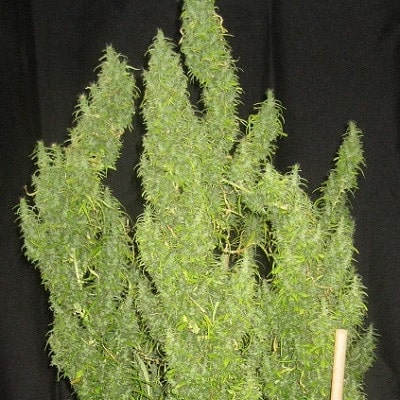 Thai Regular by ACE Seeds Thai Regular by ACE Seeds