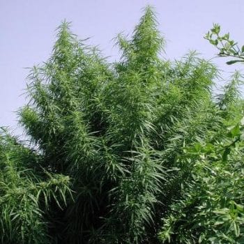 Tropical Mix Feminized by ACE Seeds