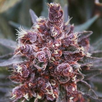 Violeta grow shot
