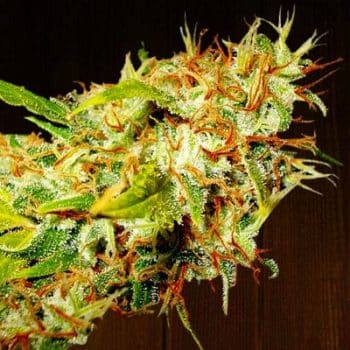 Zamaldelica grow shot