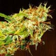 Zamaldelica Regular by ACE Seeds