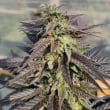 Zamaldelica grow shot