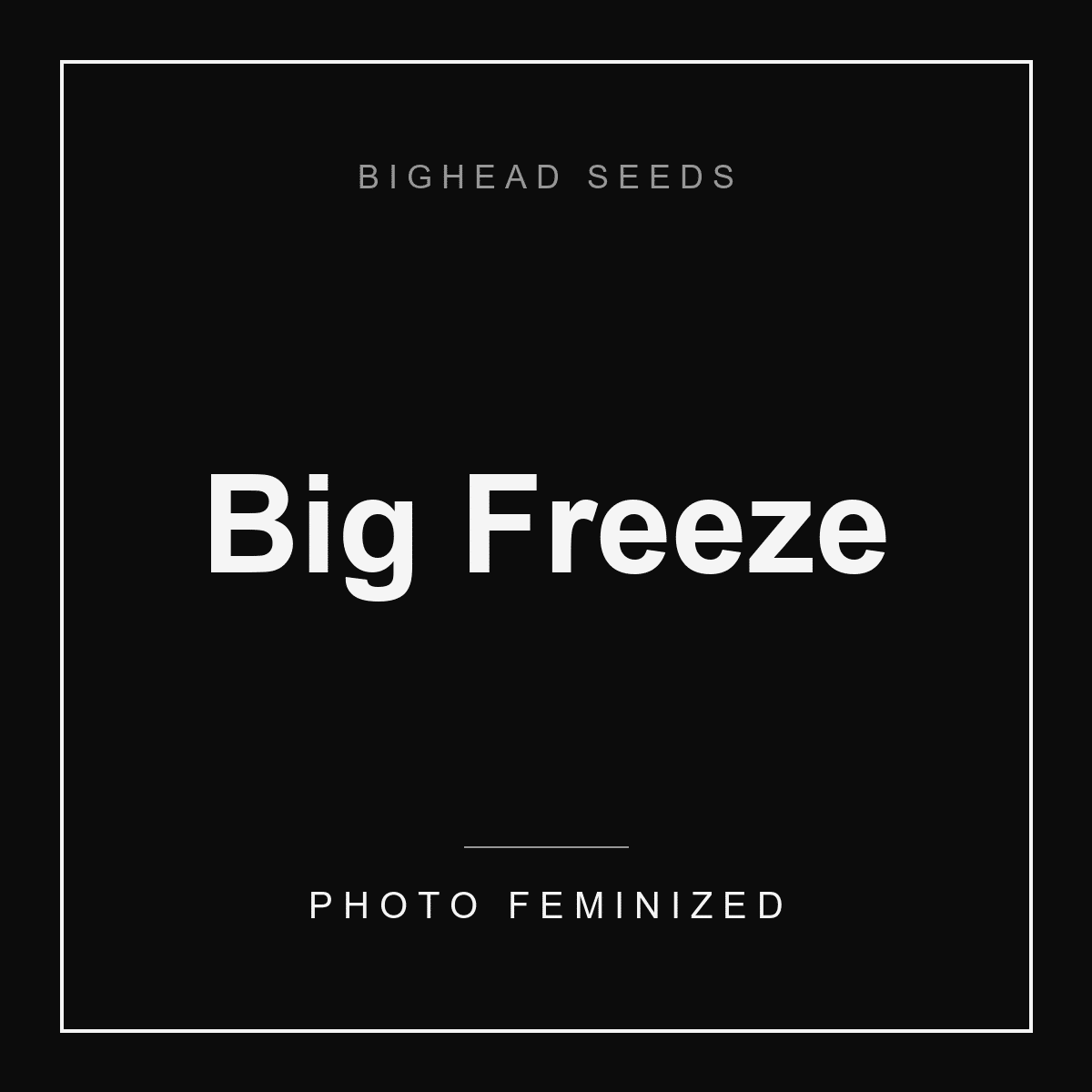 bighead-seeds-big-freeze-house