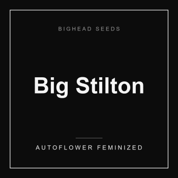 Big Stilton Auto by Bighead Seeds