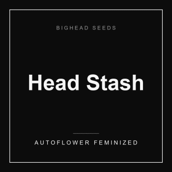 Head Stash Auto by Bighead Seeds