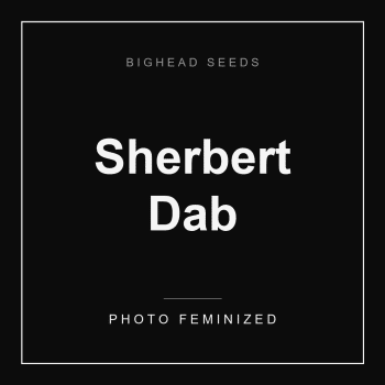 Sherbert Dab Feminized by Bighead Seeds