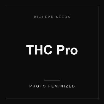 THC Pro Feminized by Bighead Seeds