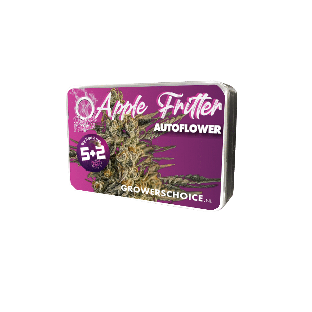 Apple Fritter Auto by Growers Choice Seeds (3) Apple Fritter plant in flower
