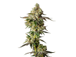 Apple Fritter Auto by Growers Choice Seeds (4)