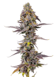 Applez and Bananaz Feminized by Growers Choice Seeds (4)