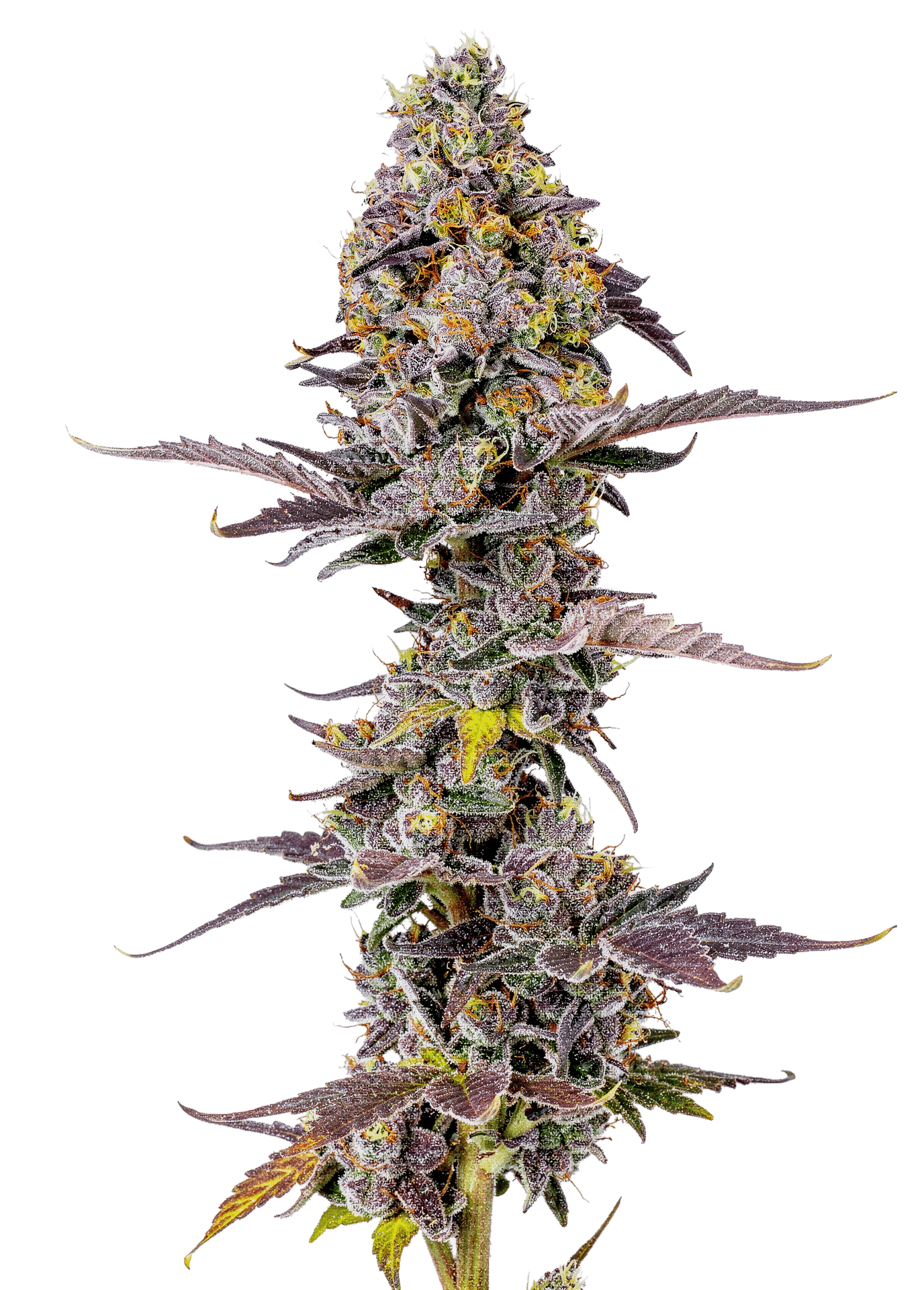 Applez and Bananaz Feminized by Growers Choice Seeds (4) Applez and Bananaz harvest detail