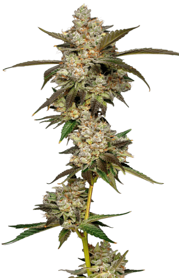 Banana Glue Feminized by Growers Choice Seeds
