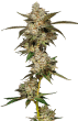 Banana Glue Feminized by Growers Choice Seeds
