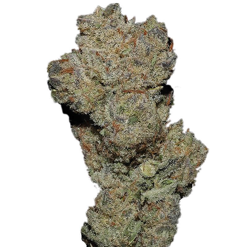 Banana Glue Feminized by Growers Choice Seeds (2) Banana Glue bud detail