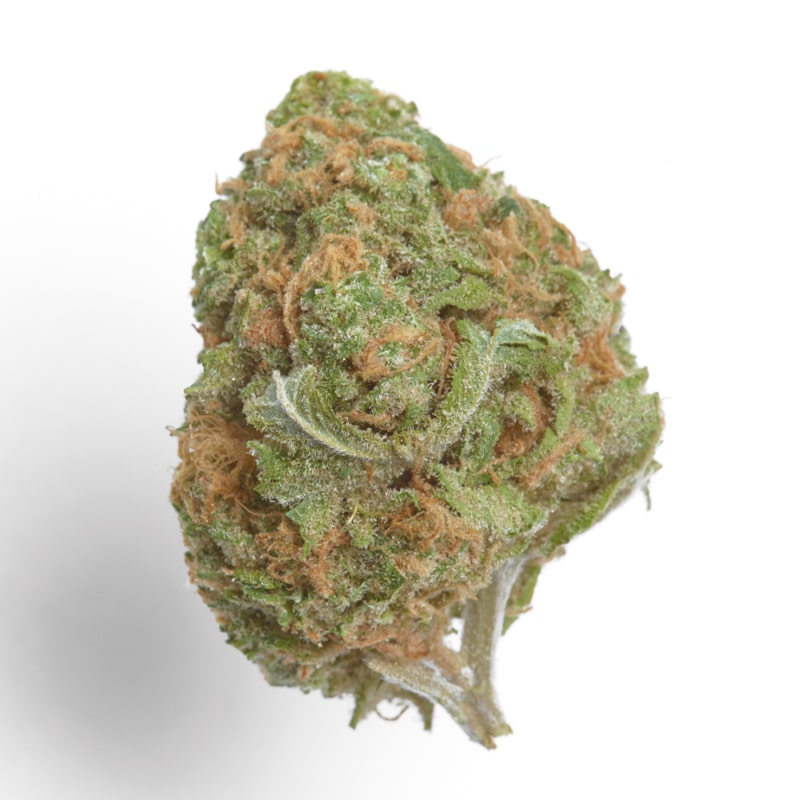 Banana Glue Feminized by Growers Choice Seeds (3) Banana Glue plant in flower