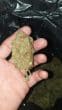 Banana Glue Feminized by Growers Choice Seeds (2)