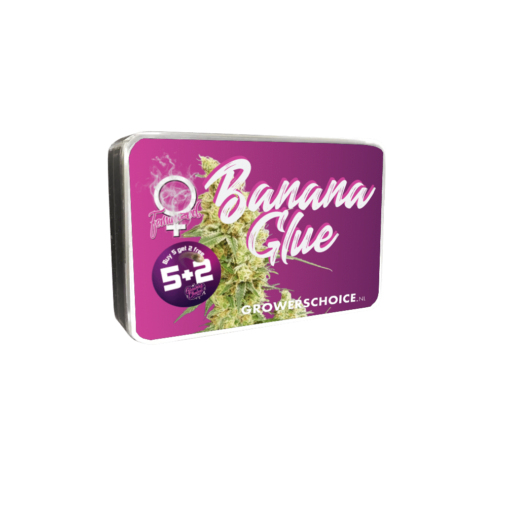 Banana Glue Feminized by Growers Choice Seeds (5) Banana Glue grow shot