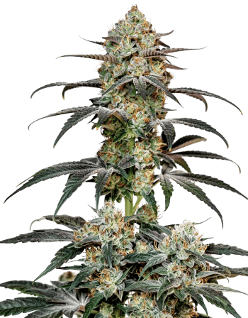 Banana Sherbet Double XL Auto by Growers Choice Seeds