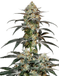 Banana Sherbet Feminized by Growers Choice Seeds