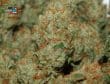 Banana Sherbet Feminized by Growers Choice Seeds
