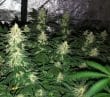 Banana Sherbet Feminized by Growers Choice Seeds