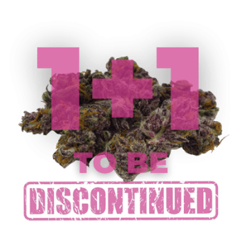 Blue Diesel Auto by Growers Choice Seeds