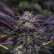 Blue Diesel Auto by Growers Choice Seeds
