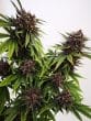 Blue Diesel Auto by Growers Choice Seeds