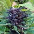 Blue Diesel Auto by Growers Choice Seeds